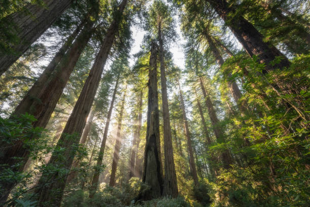 morgenlicht im redwood forest - sequoiabaum stock-fotos und bilder