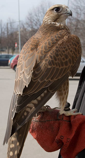 Falcon stock photo