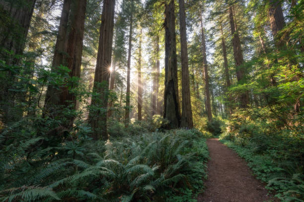 istock Morning light in the Redwoods 1398840286