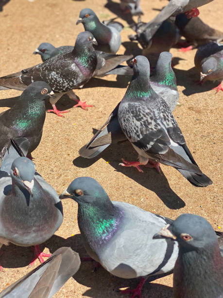 istock UK pigeons on a pavement 1398840357