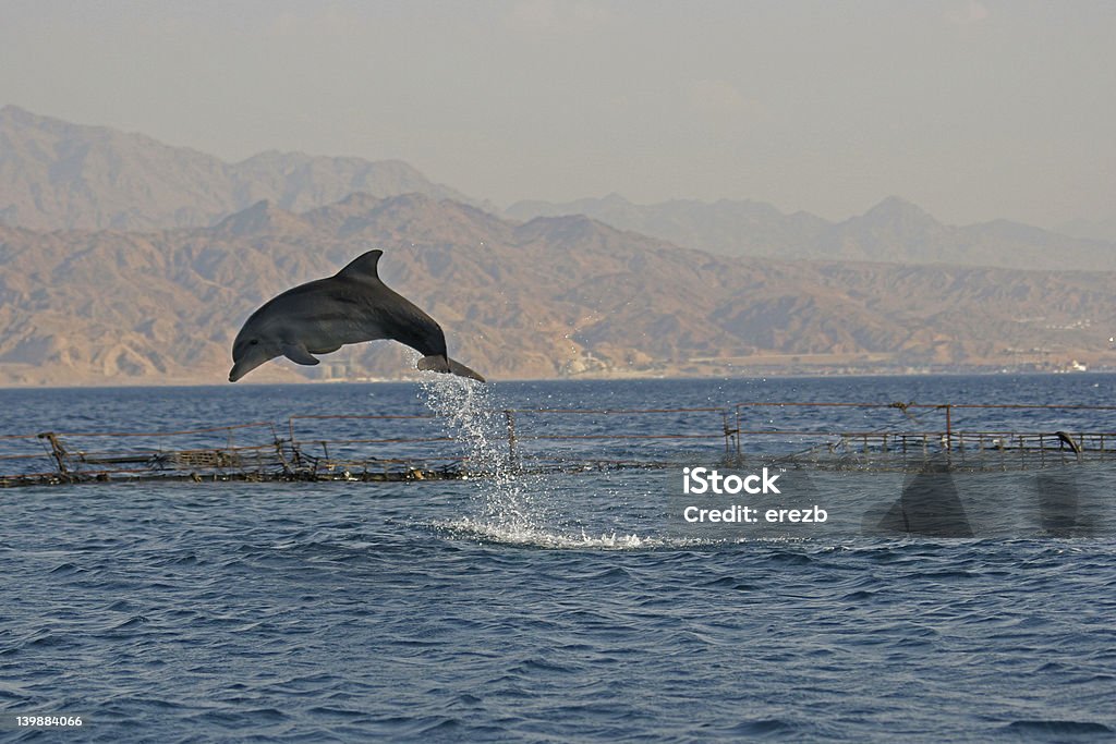 dolphin jump Jumping dolphin in Eilat - Israel Eilat Stock Photo