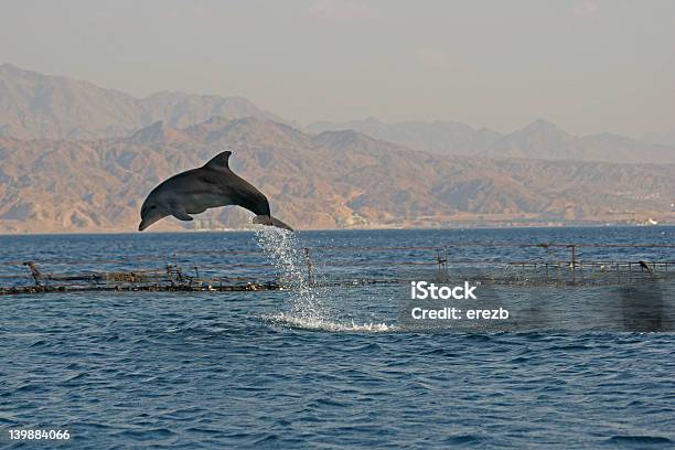 Dolphin Jump Stock Photo - Download Image Now - Eilat, Animals In The Wild, Desert Area