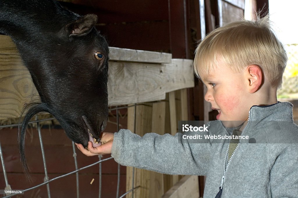 Kid żywienia zwierząt - Zbiór zdjęć royalty-free (Chłopcy)