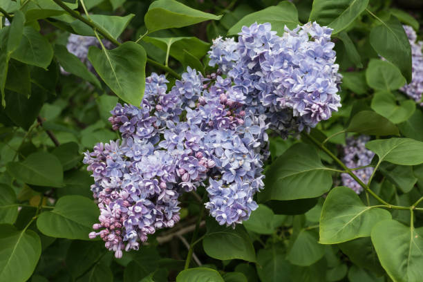 common lilac syringa vulgaris flowers in bloom - mor leylak stok fotoğraflar ve resimler