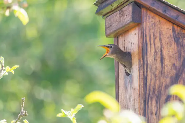 Photo of Starling baby bird sticks its head out of the birdhouse and looking