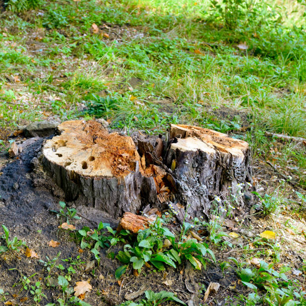 Stumps from cut down trees stock photo
