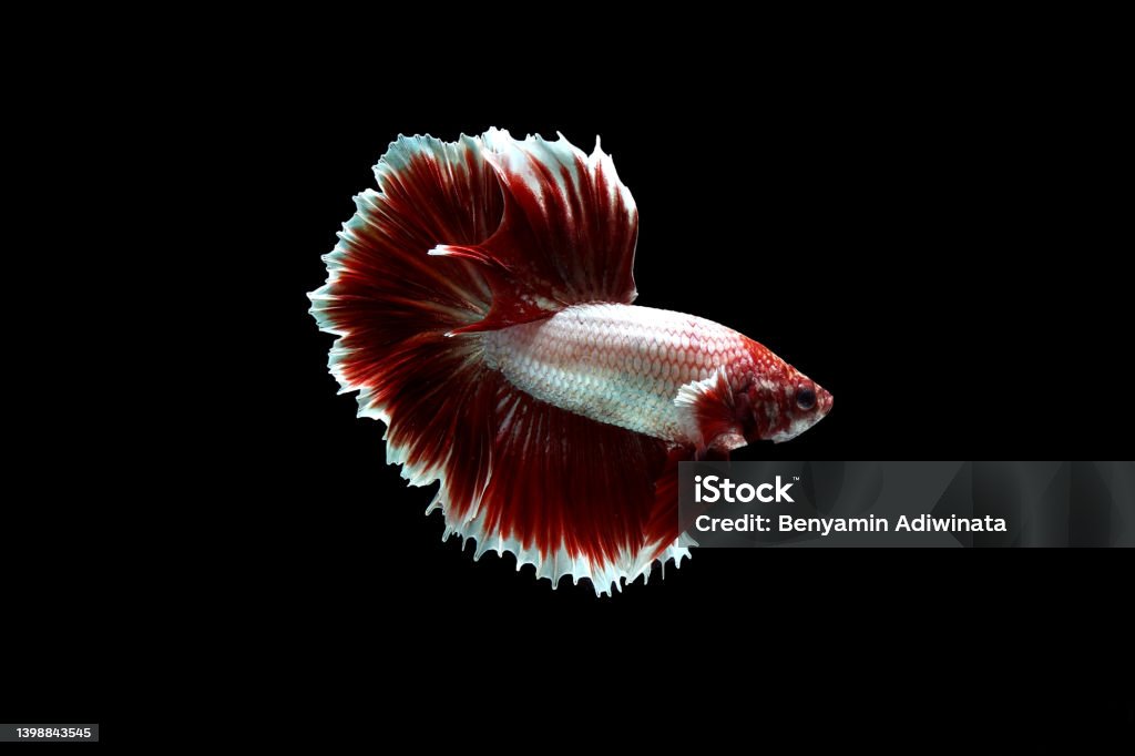 Red lavender halfmoon betta fish betta fish on black background Activity Stock Photo