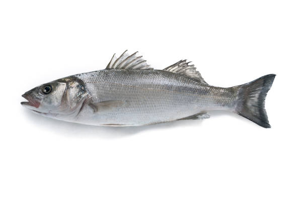 istock Raw Seabass fish Robalo fresh seafood isolated on white background 1398845137
