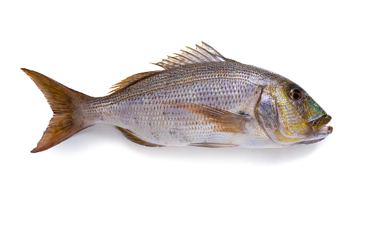 Common Dentex fish fresh isolated on white from sparidae family as Sea Bream and Snapper profile view