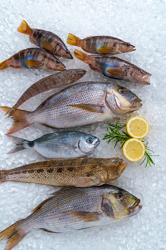 Fish catch arrangement on ice as a seafood still life incuding snapper, dentex, Saddled seabream, greater weever and painted comber