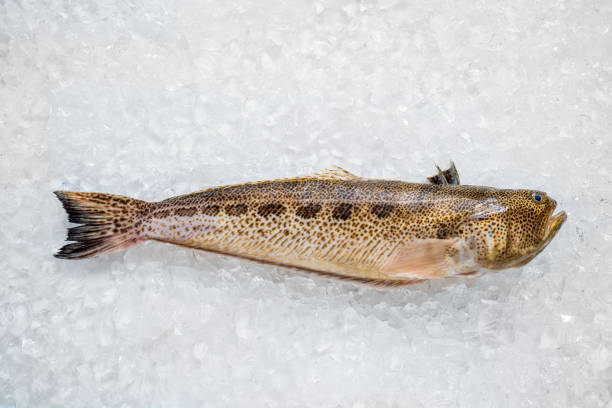 Greater Weever fish seafood on ice background. Trachinus draco venomous sting marine fish considered as a as a delicacy seafood