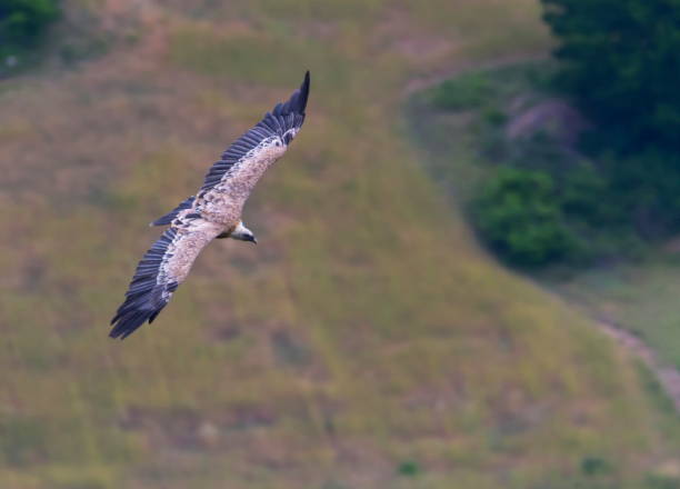 istock Griffon vulture flying, Drome provencale, France 1398845933