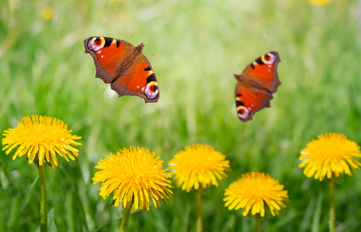 Two red butterflies fly over dandelions