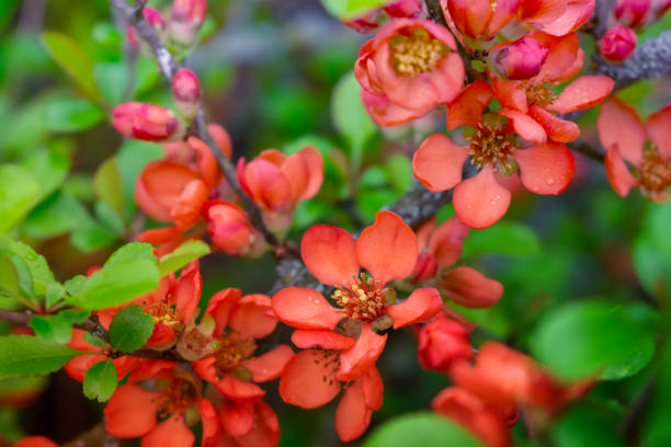 istock Branch with red flowers close up 1398846331