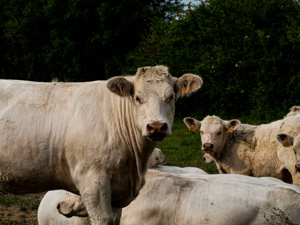 istock Charolais family 1398847724