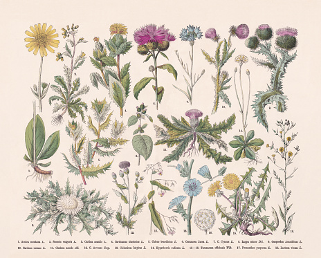 Flowering plants (Angiospermae, Asteraceae): 1) Mountain arnica (Arnica montana); 2) Groundsel (Senecio vulgaris); 3) Silver thistle (Carlina acaulis); 4) Safflower (Carthamus tinctorius); 5) St. Benedict's thistle (Cnicus benedictus); 6) Centaurea jacea; 7) Brown knapweed (Centaurea jacea); 8) Lesser burdock (Arctium minus, or Lappa minor); 9) Cotton thistle (Onopordum acanthium); 10) Musk thistle (Carduus nutans); 11) Stemless thistle (Cirsium acaule); 12) Creeping thistle, or Canada thistle (Cirsium arvense); 13) Chicory (Cichorium intybus); 14) Hypochaeris radicata; 15-16) Dandelion (Taraxacum officinale); 17) Rattlesnake root (Prenanthes purpurea); 18) Wild lettuce (Lactuca virosa). Italian woodbine (Lonicera caprifolium); 29) Moschatel (Adoxa moschatellina). Hand-colored wood engraving, published in 1887.