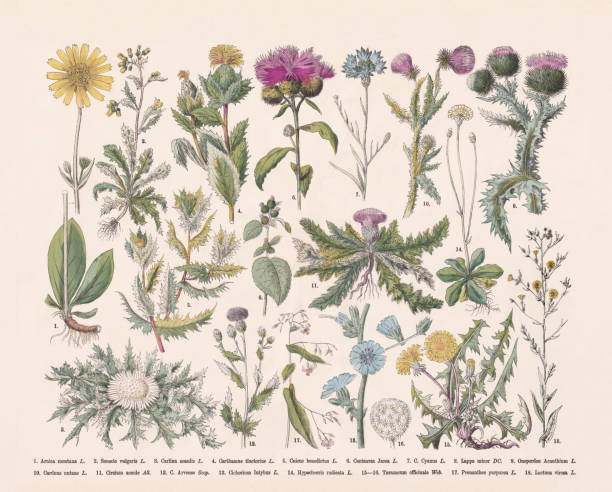 Flowering plants (Angiospermae, Asteraceae), hand-colored wood engraving, published in 1887 Flowering plants (Angiospermae, Asteraceae): 1) Mountain arnica (Arnica montana); 2) Groundsel (Senecio vulgaris); 3) Silver thistle (Carlina acaulis); 4) Safflower (Carthamus tinctorius); 5) St. Benedict's thistle (Cnicus benedictus); 6) Centaurea jacea; 7) Brown knapweed (Centaurea jacea); 8) Lesser burdock (Arctium minus, or Lappa minor); 9) Cotton thistle (Onopordum acanthium); 10) Musk thistle (Carduus nutans); 11) Stemless thistle (Cirsium acaule); 12) Creeping thistle, or Canada thistle (Cirsium arvense); 13) Chicory (Cichorium intybus); 14) Hypochaeris radicata; 15-16) Dandelion (Taraxacum officinale); 17) Rattlesnake root (Prenanthes purpurea); 18) Wild lettuce (Lactuca virosa). Italian woodbine (Lonicera caprifolium); 29) Moschatel (Adoxa moschatellina). Hand-colored wood engraving, published in 1887. dandelion root stock illustrations