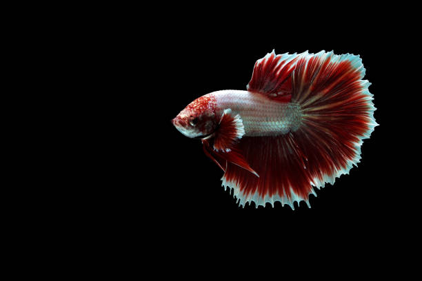 poisson betta demi-lune de lavande rouge - fish siamese fighting fish isolated multi colored photos et images de collection