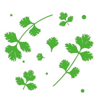 Parsley or cilantro herb vector icons. Illustration on a transparent background.