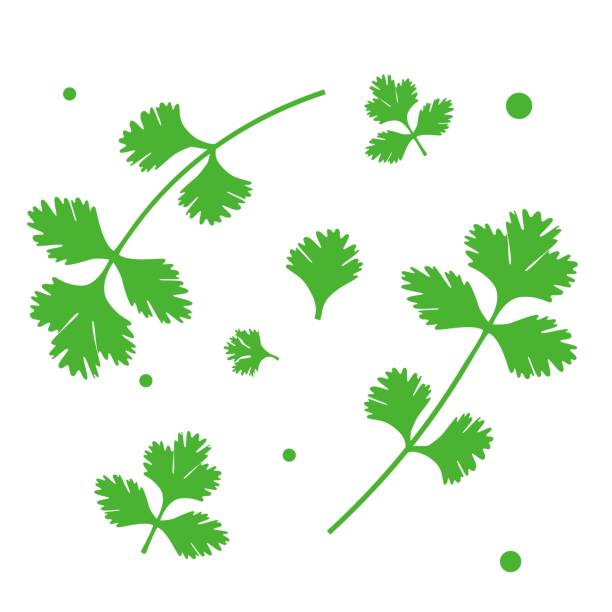 Parsley or cilantro herb vector icons Parsley or cilantro herb vector icons. Illustration on a transparent background. vector food branch twig stock illustrations