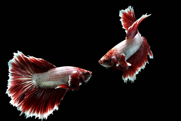 poisson betta demi-lune de lavande rouge - fish siamese fighting fish isolated multi colored photos et images de collection
