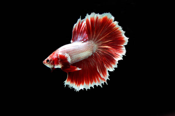 poisson betta demi-lune de lavande rouge - fish siamese fighting fish isolated multi colored photos et images de collection