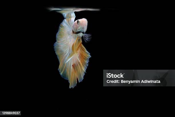 Yellow Fancy Halfmoon Betta Fish Stock Photo - Download Image Now - Aggression, Animal, Animal Fin