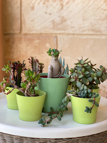 Small plant green leaves in brown pot succulents or cactus isolated on white background by front view or side view