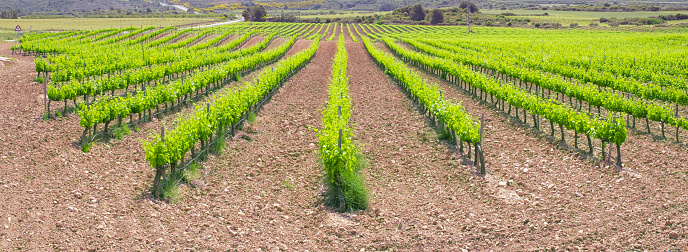 Landscape of vineyards in Navarra