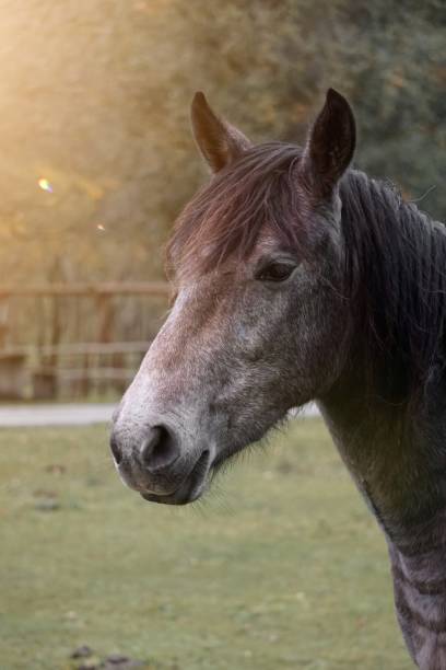 schwarzes pferd portrait, tierthemen - nature animal themes wildlife outdoors stock-fotos und bilder