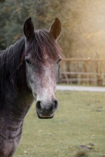 schwarzes pferd portrait, tierthemen - nature animal themes wildlife outdoors stock-fotos und bilder