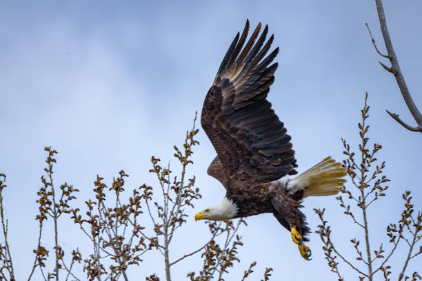 istock Bald Eagle flying close after liftoff 1398850591
