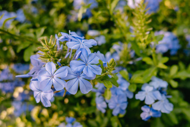 istock Background with blue flowers 1398850684