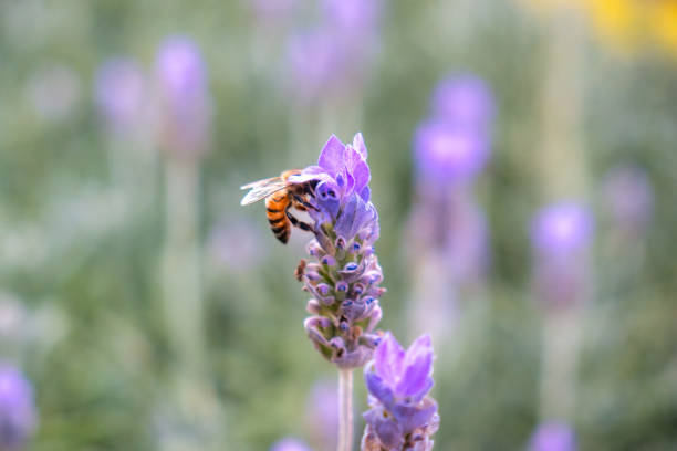 istock Bee pollinating lavender flowers 1398850718