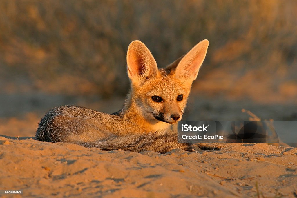 Южноафриканская лисица - Стоковые фото Африка роялти-фри