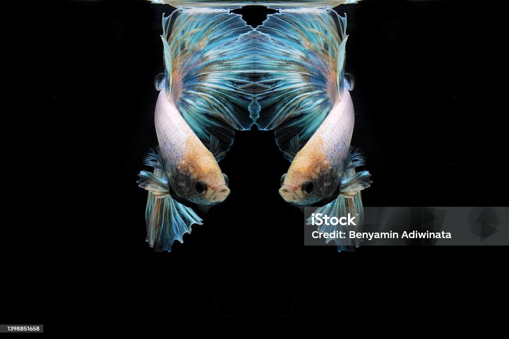 Rainbow halfmoon betta fish betta fish in aquarium Activity Stock Photo