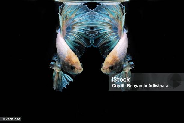 Rainbow Halfmoon Betta Fish Stock Photo - Download Image Now - Activity, Anger, Angle