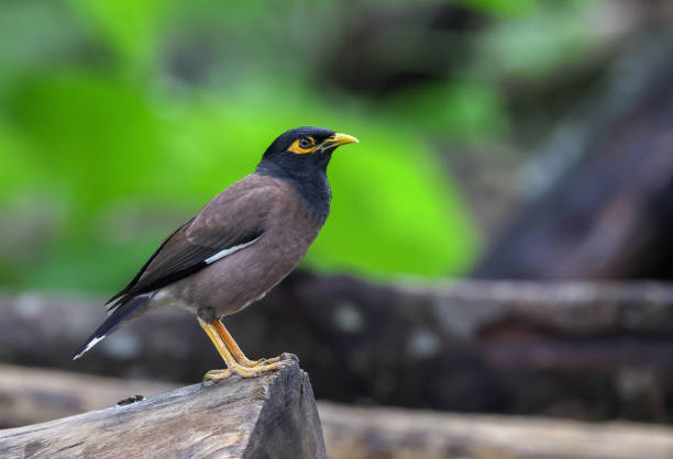 istock Common myna or Indian myna 1398851724