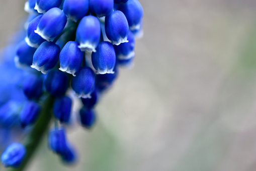 Blue flowers viper onion or mouse hyacinth or muscari muscari is a genus of bulbous plants in the asparagus family asparagaceae