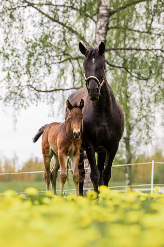 Asil Arabian mare (Asil means - this arabian horses are of pure egyptian descent) and her foal - about 14 days old in gallop on meadow. 