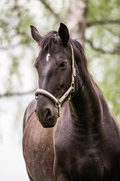 istock Spring in the village. Horses on pasture. 1398852368