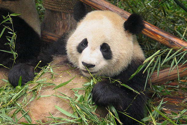 panda bear stock photo