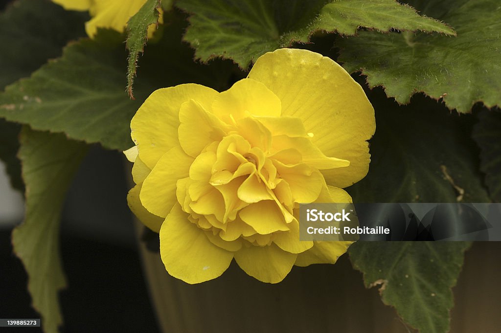 begonia yellow begonia Beauty Stock Photo