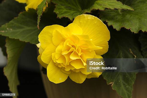 Begonia Stock Photo - Download Image Now - Beauty, Begonia, Flowerbed