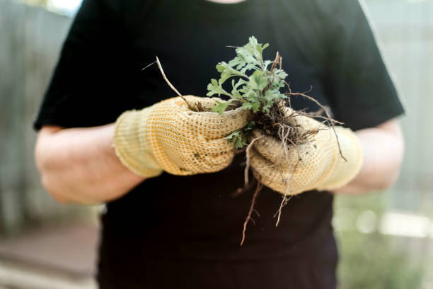 istock Woman Hands seedling growing. 1398853156