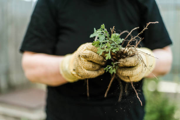 istock Woman Hands seedling growing. 1398853159