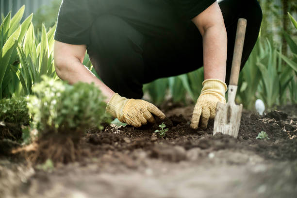 istock Woman Hands seedling growing. 1398853179