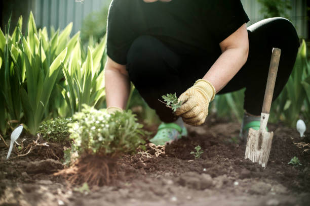 istock Woman Hands seedling growing. 1398853181