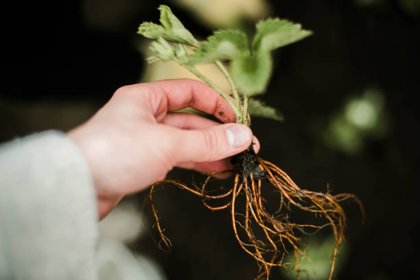 istock Woman Hands seedling growing. 1398853205