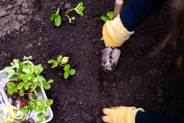 istock Woman Hands seedling growing. 1398853269